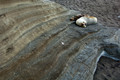 Sea Lions, Santiago Island