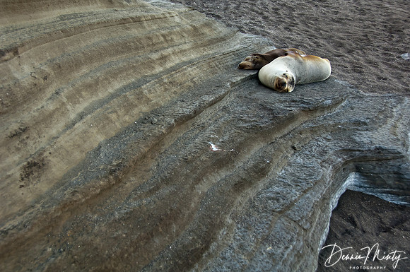 Sea Lions, Santiago Island