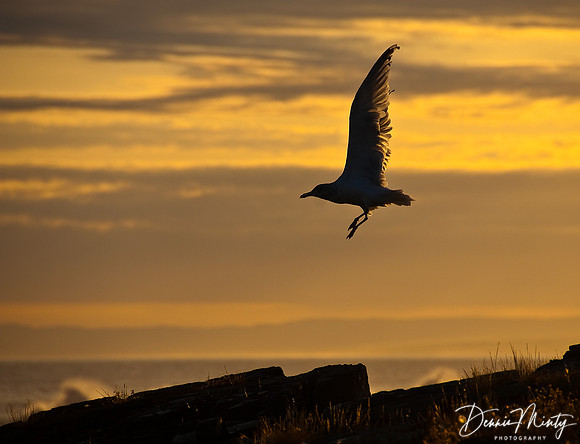 Herring Gull, Heritage Trail, Bay Roberts, Newfoundland, Canada