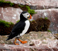 Atlantic Puffin (Fratercula arctica), Newfoundland, Canada