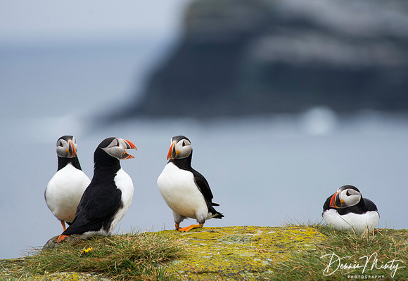 Atlantic Puffin, Elliston/Maberly, Newfoundland