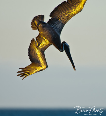 Brown Pelican, Santiago Island