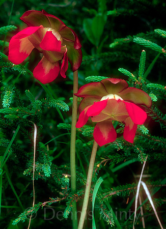 Pitcher Plant (Sarracenia purpurea), Newfoundland, Canada. Provincial Flower of Newfoundland/Labrador