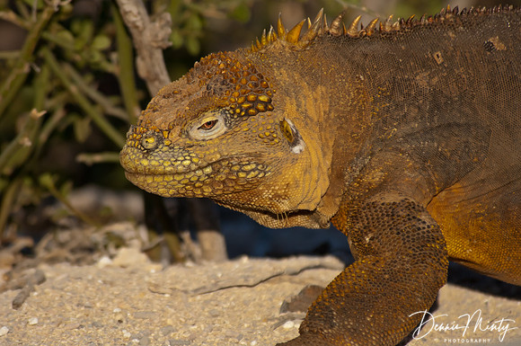 Land Iguana, North Seymour Island