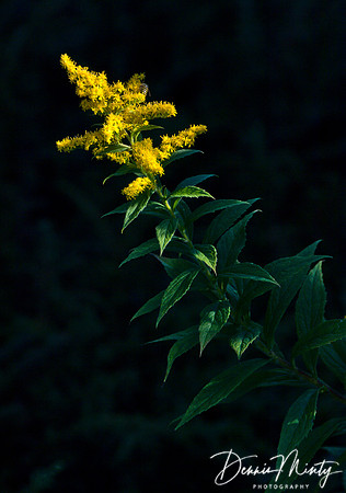 Goldenrod (Solidago sp.), Newfoundland, Canada