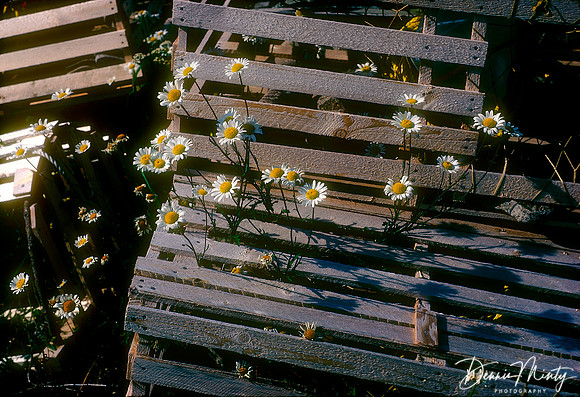 Daisies and Lobster Pots, Twillingate, Newfoundland, Canada