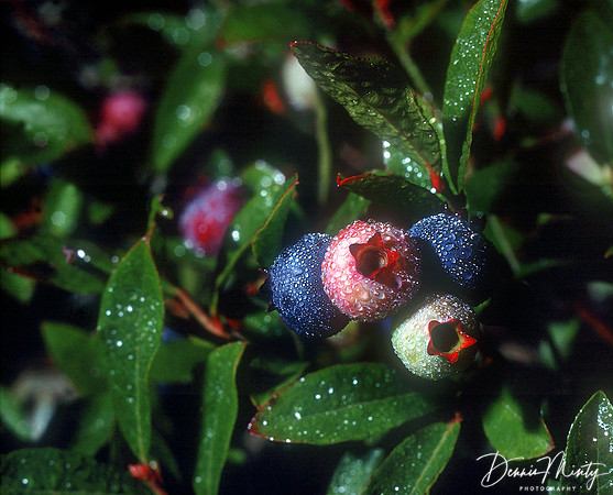 Dewy Blueberries (Vaccinium angustifolium), Newfoundland, Canada