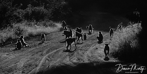 Baboon Troop at Sunrise, Chobe National Park, Botswana, Africa