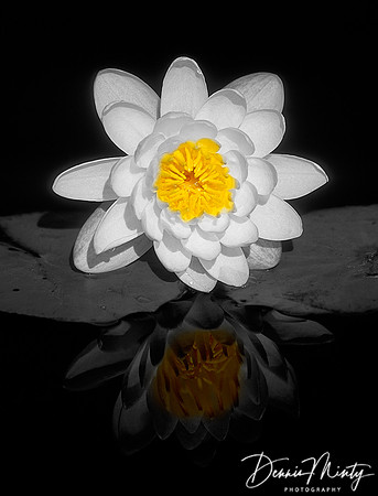 Fragrant Water Lily (Nymphaea odorata), Twillingate, Newfoundland, Canada