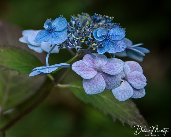 Lacecap Hydrangea, Memorial University of Newfoundland Botanical Garden, St. John's, Newfoundland, Canada