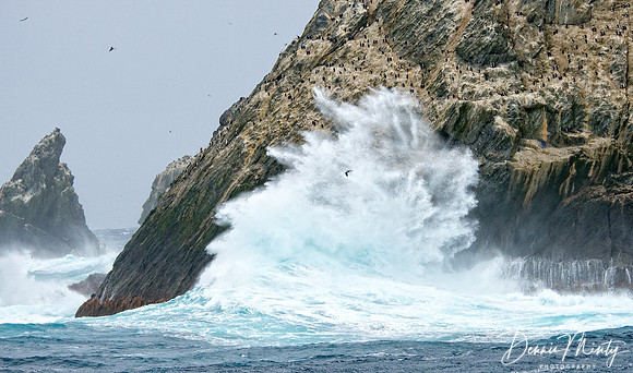 Shag Rocks, Southern Ocean