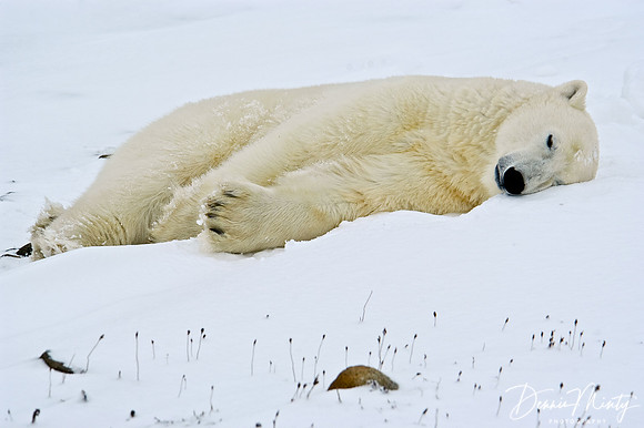Polar Bear, Churchill, Manitoba