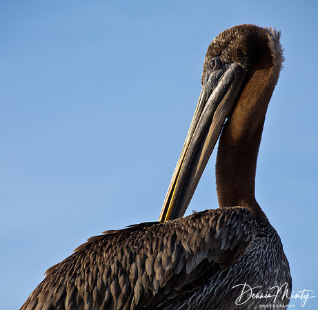 Brown Pelican, Santa Cruz Island