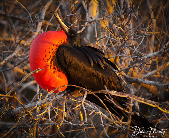 Magnificent Frigatebird, North Seymour Island