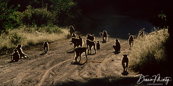 Baboon Troop at Sunrise, Chobe National Park, Botswana, Africa