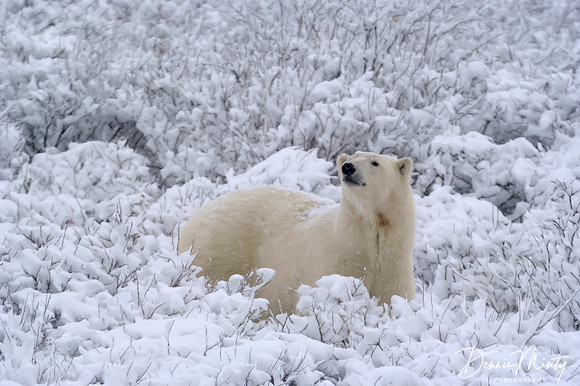 Polar Bear, Churchill, Manitoba