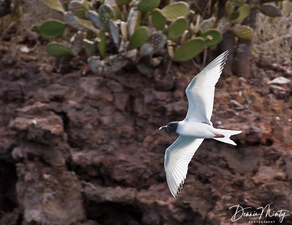 Swallow-tailed Gull, Champion Island