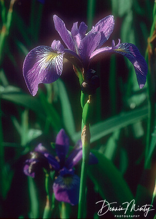 Blue Flag (Iris versicolor), Newfoundland, Canada