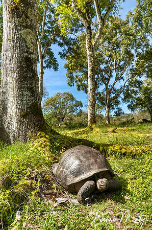 Giant Tortoise, Santa Cruz Island