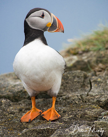 Atlantic Puffin, Elliston/Maberly, Newfoundland