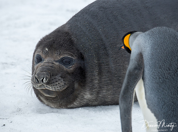 Baby Elephant Seal and King Penguin, Right Whale Bay, South Georgia