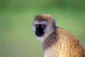 Vervet Monkey, Ngorongoro Crater, Tanzania