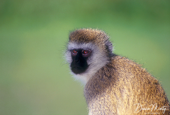 Vervet Monkey, Ngorongoro Crater, Tanzania