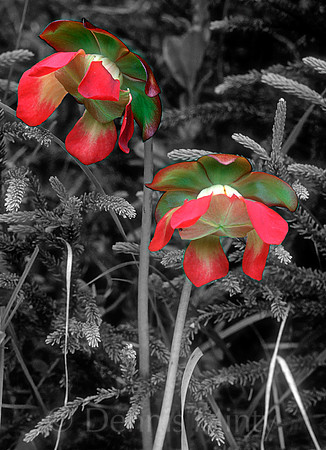 Pitcher Plant (Sarracenia purpurea), Newfoundland, Canada. Provincial Flower of Newfoundland/Labrador