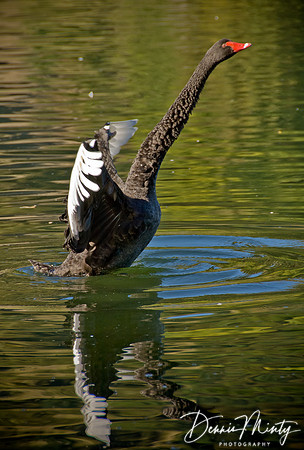 Black Swan (Cygnus atratus), Lake Tutira, Hawkes Bay, New Zealand