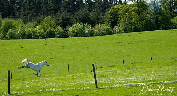 Feeling Good, Belwade farm, International League for the Protection of Horses, Aberdeenshire, Scotland
