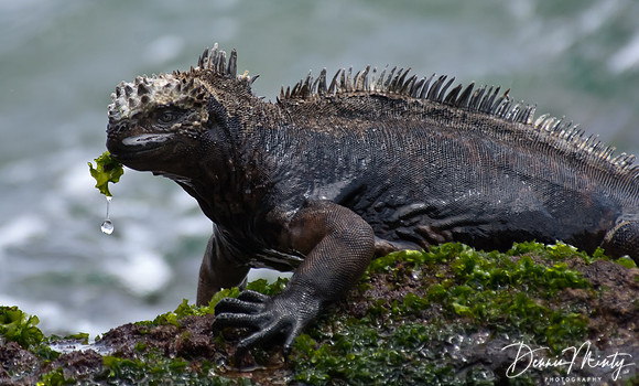 Marine Iguana, Bartoleme Island