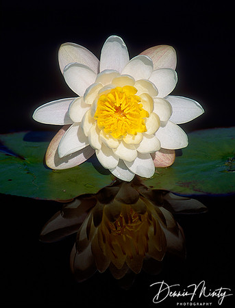 Fragrant Water Lily (Nymphaea odorata), Twillingate, Newfoundland, Canada
