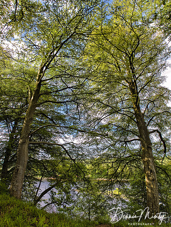 Trees by River Tay, Perthshire, Scotland