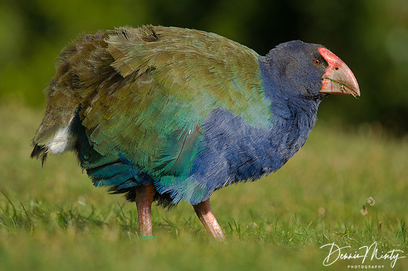 Takahe, Tirtiri Matangi Island, New Zealand