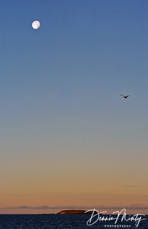 Moon & Gull, near eastern Greenland