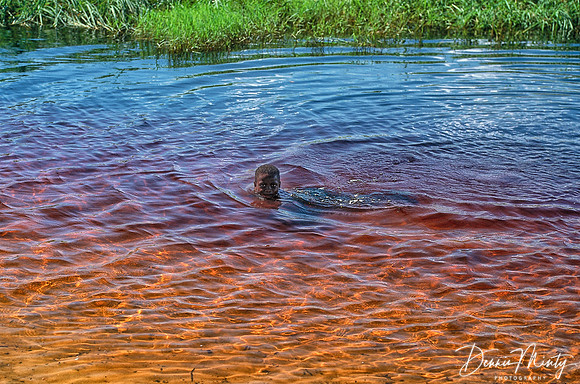 Boy, Barotse Floodplain, Zambezi River, Zambia