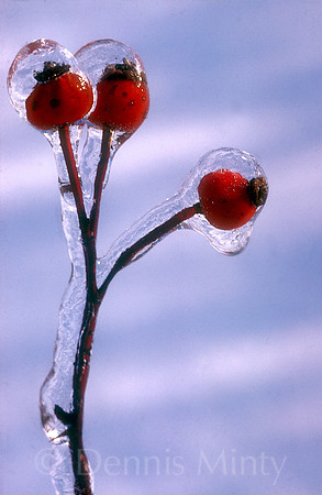 Rose Hip Encased in Ice, Newfoundland, Canada