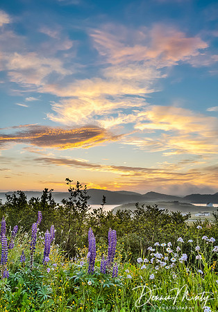 Lupines at Sunrise, Port Rexton, Newfoundland