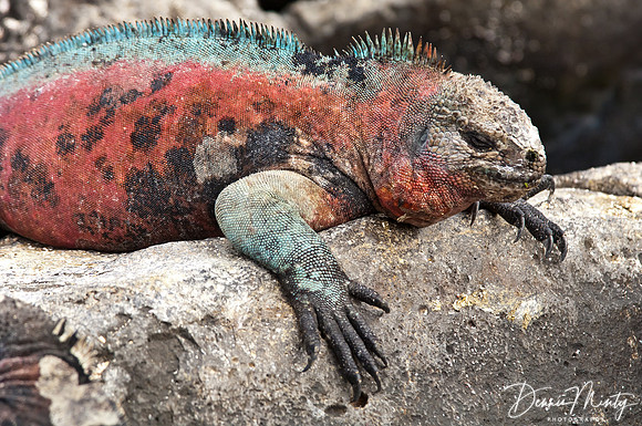 Marine Iguana, Espanola Island