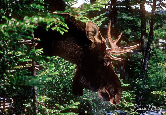 Bull Moose, Avalon, Newfoundland, Canada