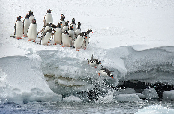 Gentoo Penguins (Pygoscelis papua), Danko Island, Antarctica