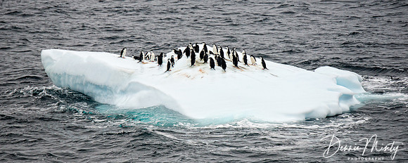 Chinstrap Penguins on Icefloe, Scotia Sea, Antarctica