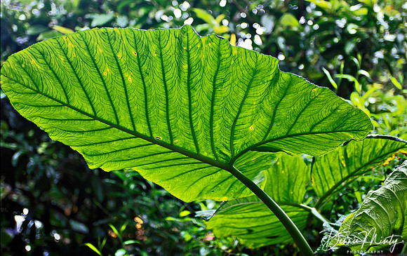 Giant Rhubarb or Poor Man's Umbrella (Gunerra sp.), Costa Rica