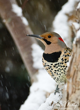 Northern flicker (Colaptes auratus), Clarke's Beach, Newfoundland, Canada