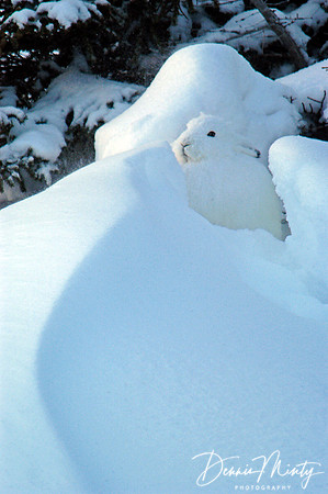 Arctic hare, Churchill, Manitoba
