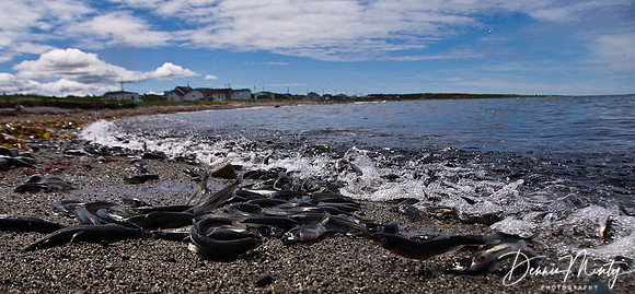 Capelin Rolling in Shoal Cove East, Northern Peninsula, Newfoundland,Canada