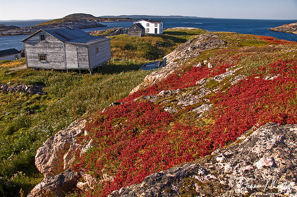 Bunchberries (Cornus canadensis), Battle Harbour, Labrador