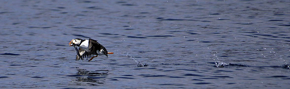 Puffin (Fratercula arctica), Witless Bay, Newfoundland, Canada