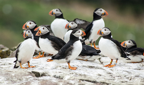 Atlantic Puffins, Gull Island, Newfoundland, Canada