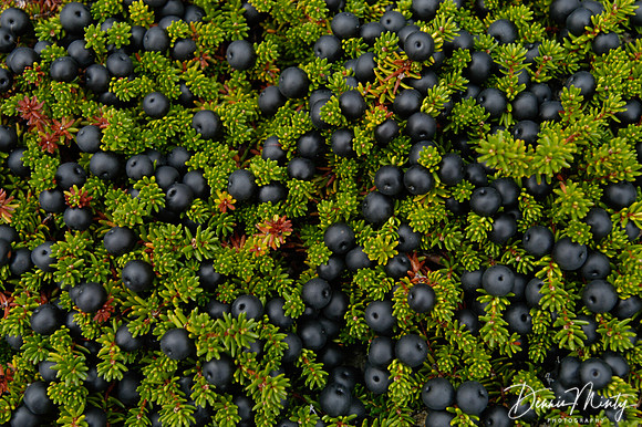 Blackberries or Crowberries (Empetrum nigrum), Newfoundland, Canada